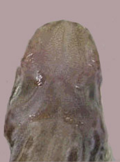 Galeus melastomus_comparación_04.jpg